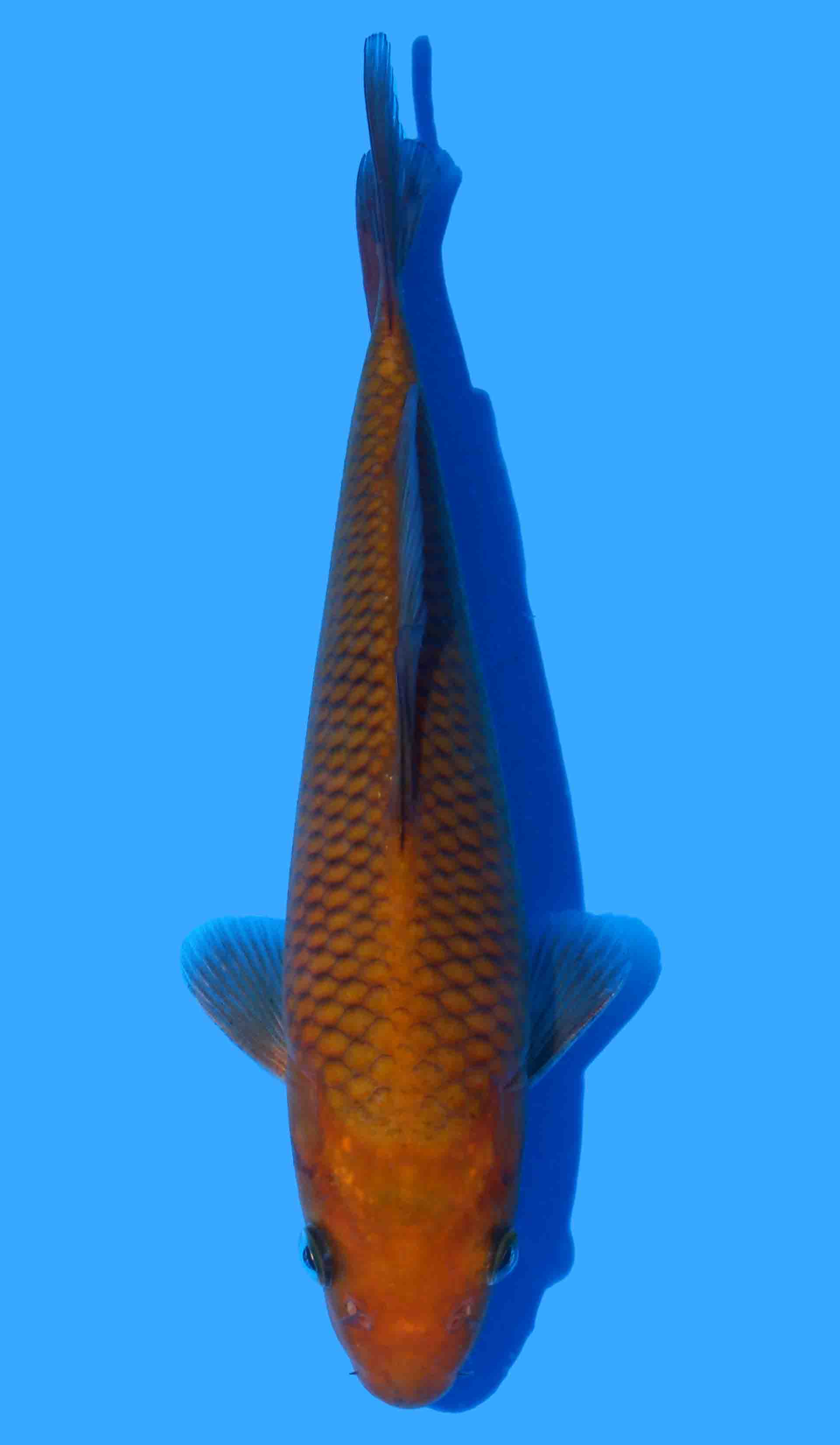 Chagoi (Sakai Bloodline)