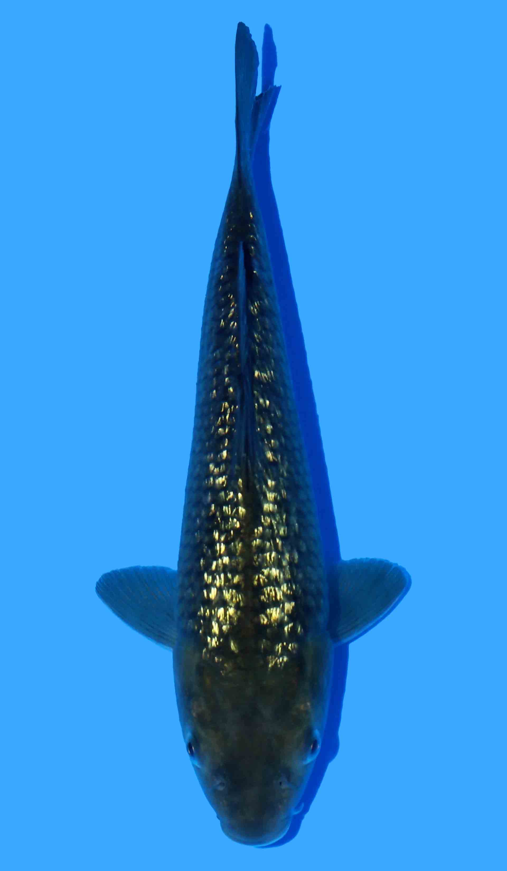 Photo of a koi fish