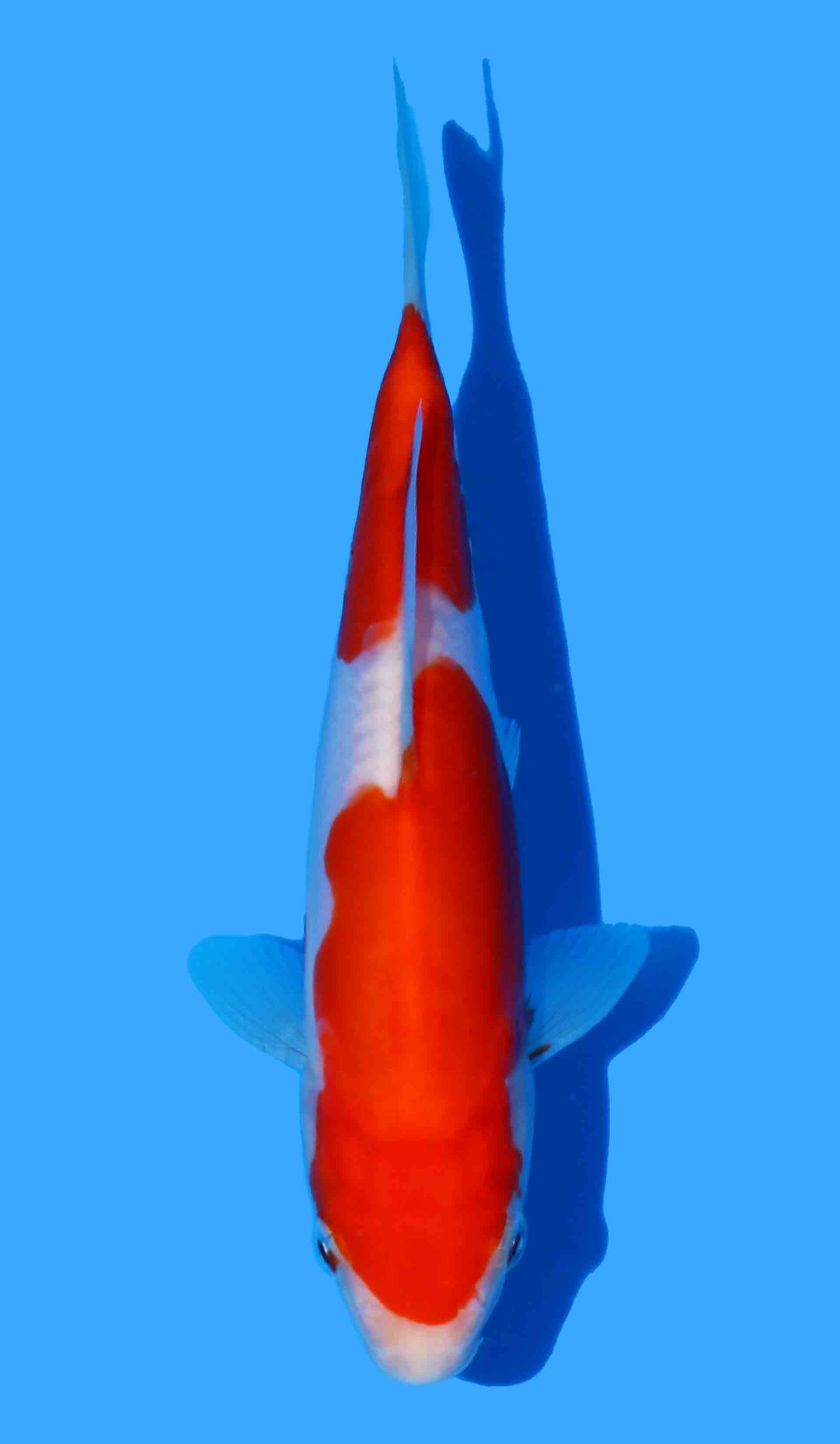 Doitsu Kohaku from Aoki