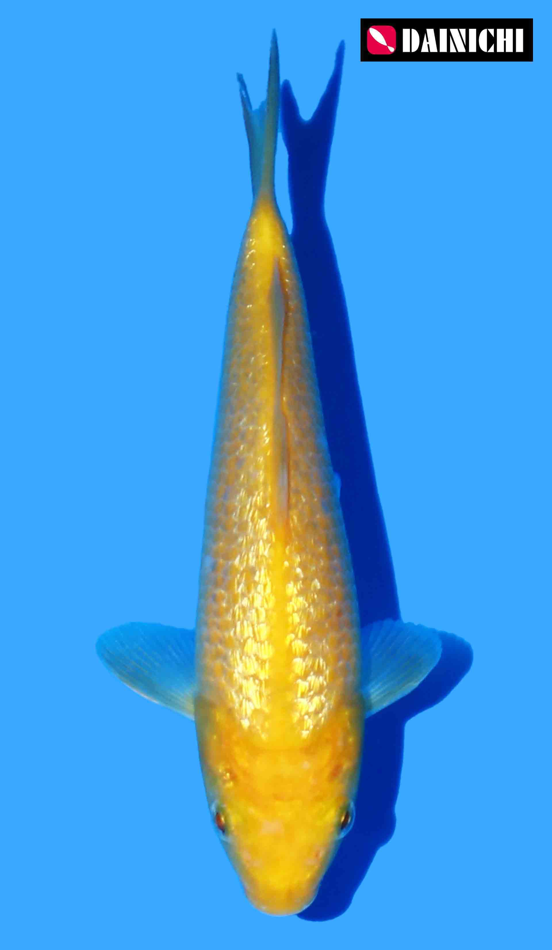 Gin Rin Karashigoi from Dainichi Yellow Monkey line inc growing.